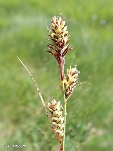 <i>Carex buxbaumii</i> Wahlenb., 1803 © H. TINGUY