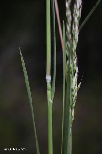 <i>Pseudarrhenatherum longifolium</i> (Thore) Rouy, 1922 © O. Nawrot