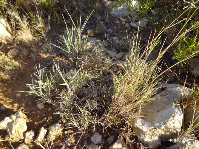 <i>Brachypodium retusum</i> (Pers.) P.Beauv., 1812 © P. Gourdain