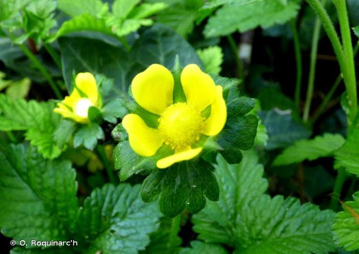 <i>Potentilla indica</i> (Andrews) Th.Wolf, 1904 © O. Roquinarc'h