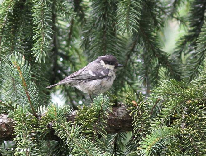 <i>Periparus ater</i> (Linnaeus, 1758) © F. Jiguet