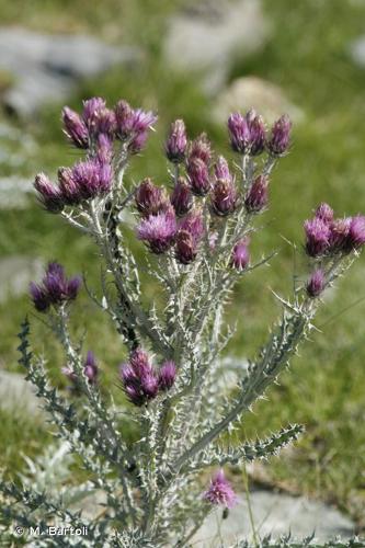 <i>Carduus carlinoides</i> Gouan, 1773 © M. Bartoli