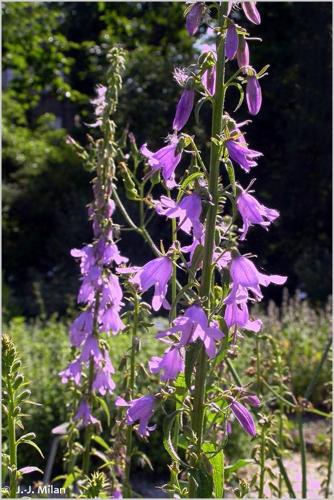 <i>Campanula rapunculoides</i> L., 1753 © 