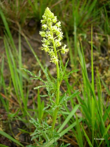 <i>Reseda lutea</i> L., 1753 © P. Gourdain