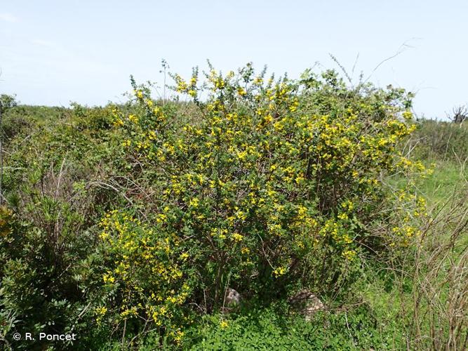 <i>Cytisus striatus</i> (Hill) Rothm., 1944 © A.-H. Paradis & R. Poncet