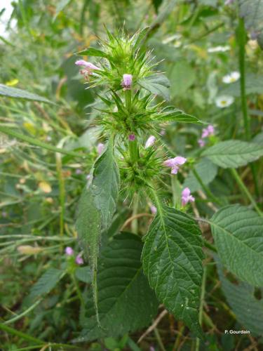 <i>Galeopsis tetrahit</i> L., 1753 © P. Gourdain