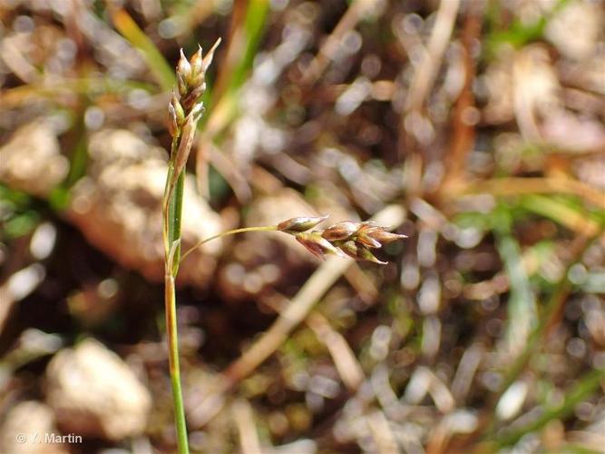 <i>Carex capillaris</i> L., 1753 © 