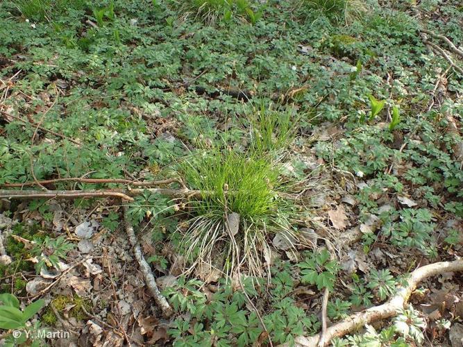 <i>Carex umbrosa </i>Host, 1801 var.<i> umbrosa</i> © 