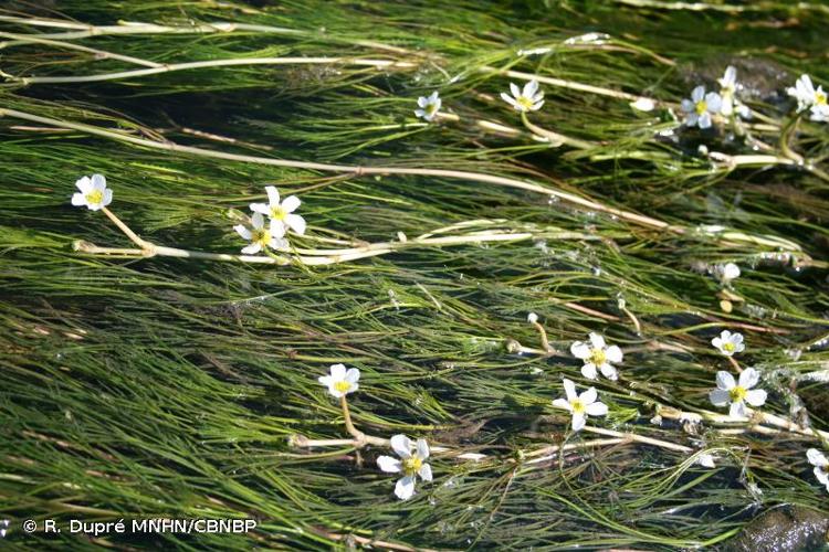 <i>Ranunculus penicillatus </i>(Dumort.) Bab., 1874 subsp.<i> penicillatus</i> © R. Dupré MNHN/CBNBP