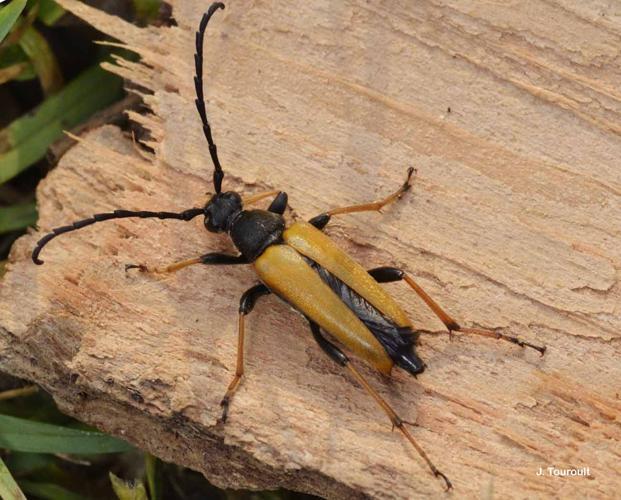 <i>Stictoleptura rubra</i> (Linnaeus, 1758) © J. Touroult