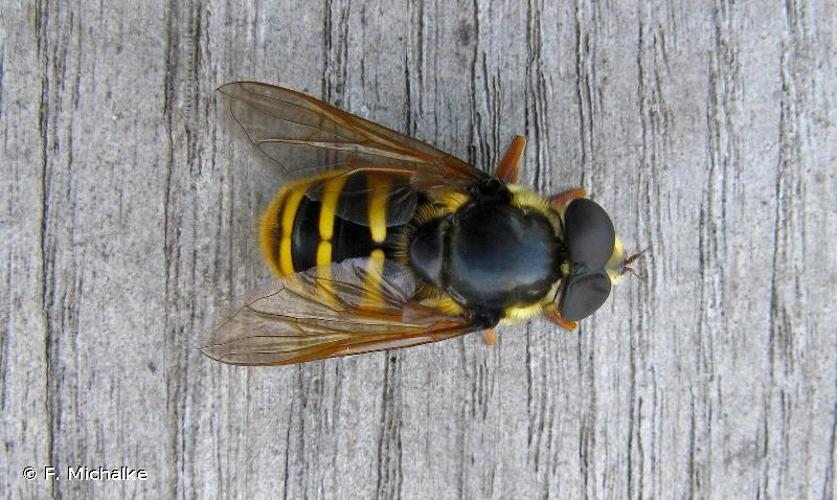 <i>Sericomyia silentis</i> (Harris, 1778) © F. Michalke