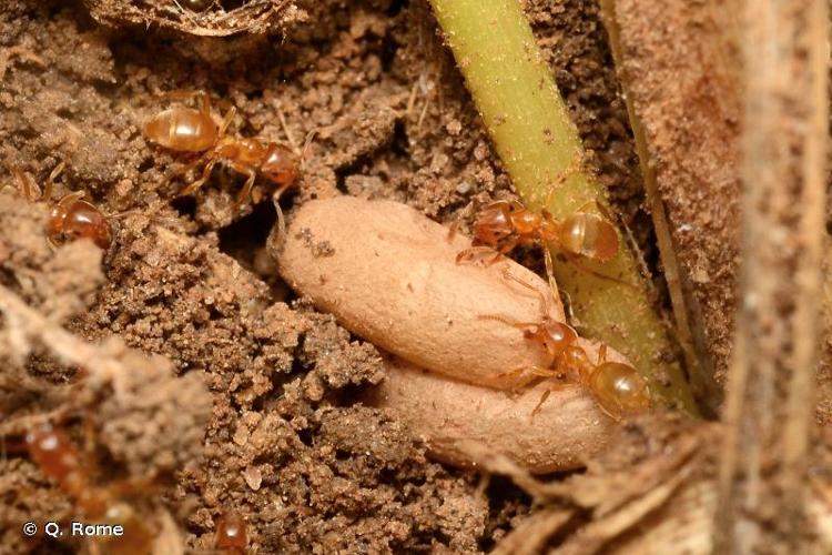 <i>Lasius flavus</i> (Fabricius, 1782) © Q. Rome