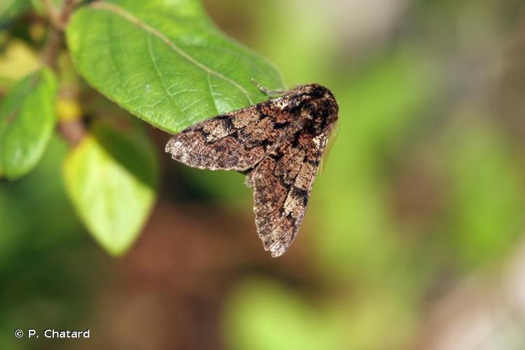 <i>Biston strataria</i> (Hufnagel, 1767) © P. Chatard