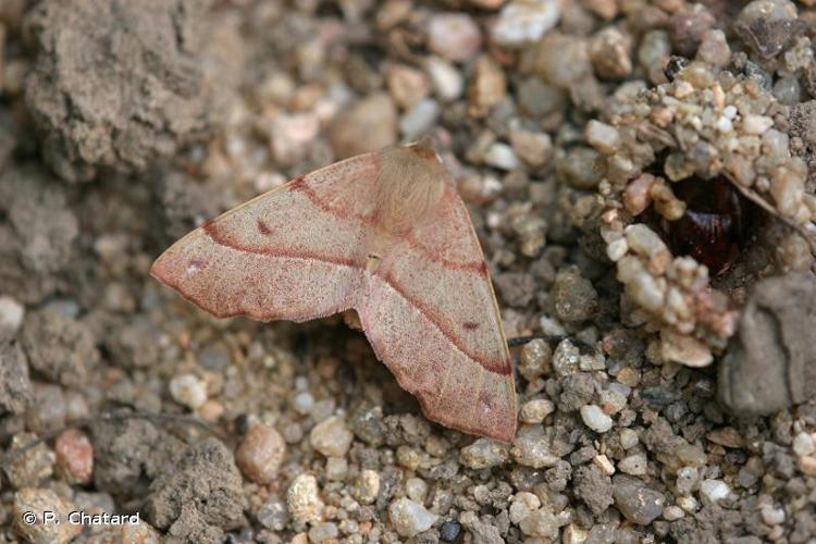 <i>Colotois pennaria</i> (Linnaeus, 1760) © P. Chatard