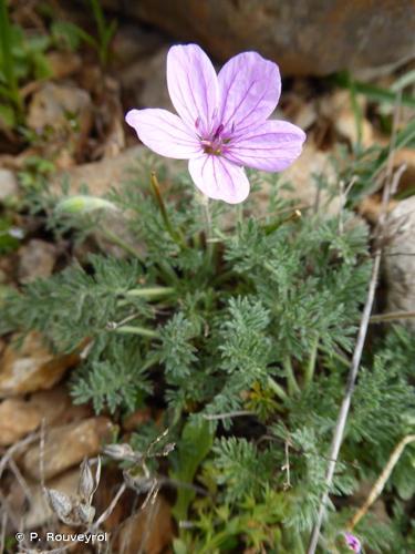 <i>Erodium foetidum</i> (L.) L'Hér., 1802 © P. Rouveyrol