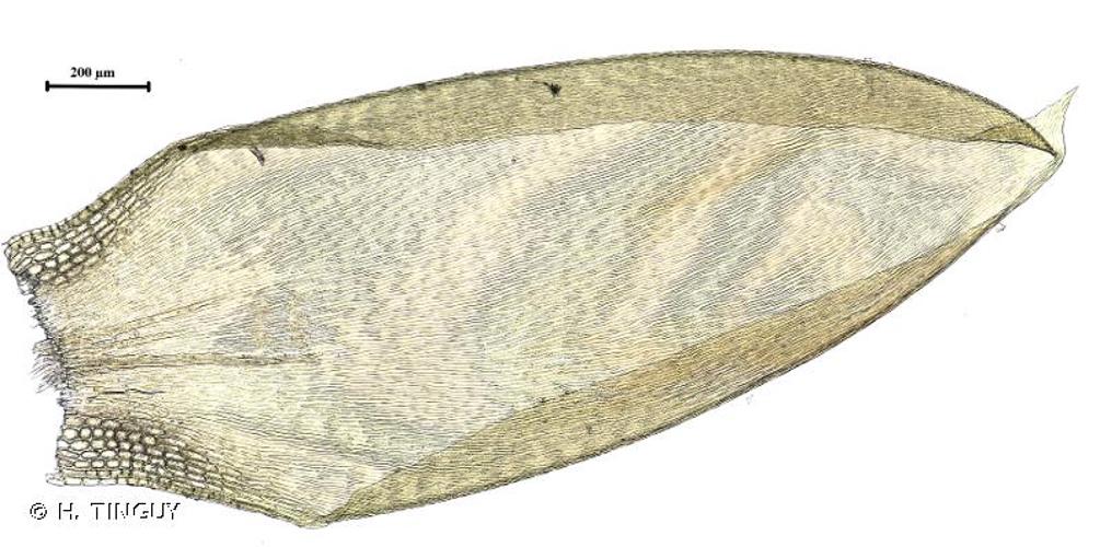 <i>Entodon schleicheri</i> (Schimp.) Demet., 1885 © H. TINGUY