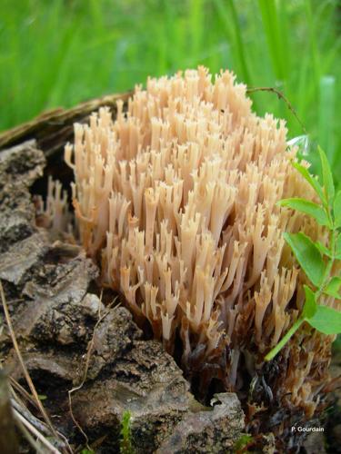 <i>Ramaria stricta</i> (Pers.) Quél., 1888 © P. Gourdain