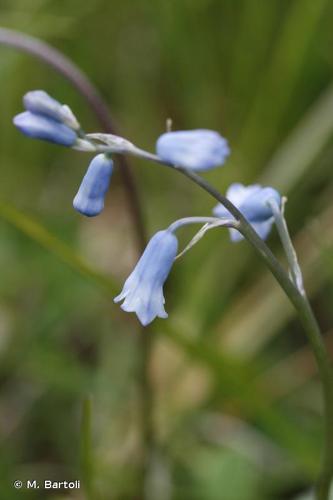 <i>Brimeura amethystina</i> (L.) Chouard, 1930 © M. Bartoli