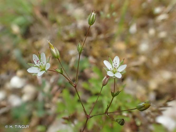 <i>Minuartia hybrida</i> (Vill.) Schischk., 1936 © H. TINGUY