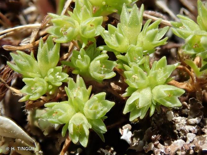 <i>Scleranthus annuus </i>subsp.<i> polycarpos</i> (L.) Bonnier & Layens, 1894 © H. TINGUY