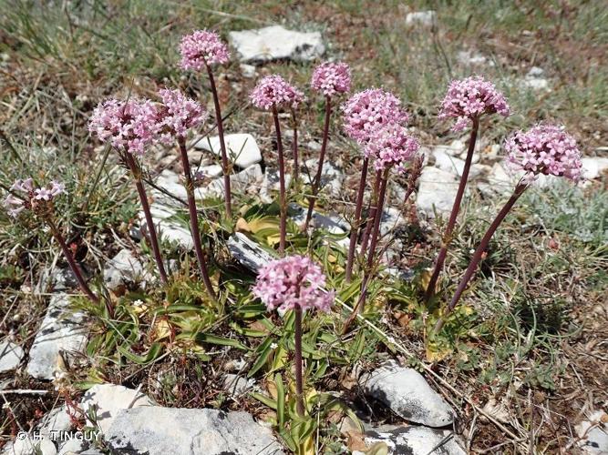 <i>Valeriana tuberosa</i> L., 1753 © H. TINGUY