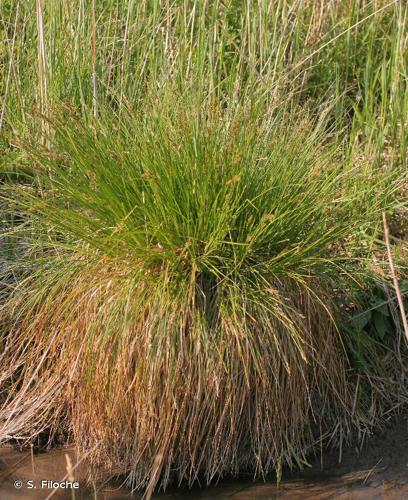 <i>Carex paniculata</i> L., 1755 © S. Filoche