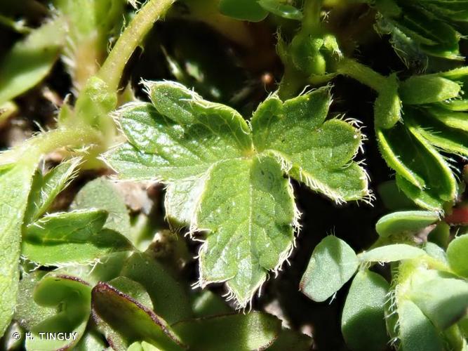 <i>Potentilla brauneana</i> Hoppe, 1804 © H. TINGUY