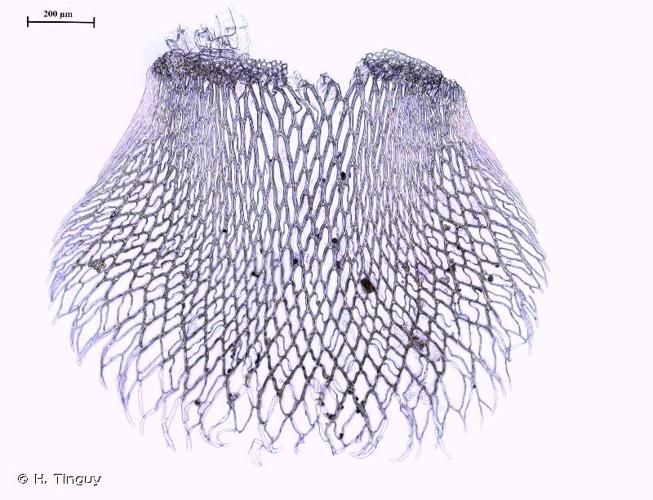 <i>Sphagnum fimbriatum</i> Wilson, 1847 © H. Tinguy