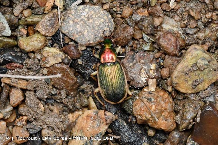 <i>Chlaenius velutinus auricollis</i> Gené, 1839 © J. Touroult - LPR Corse - MNHN, CdC, OFB