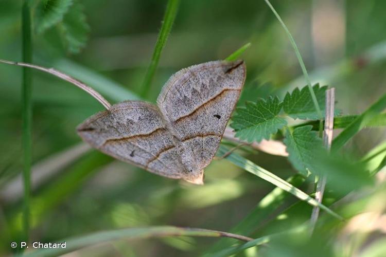 <i>Scotopteryx mucronata</i> (Scopoli, 1763) © P. Chatard