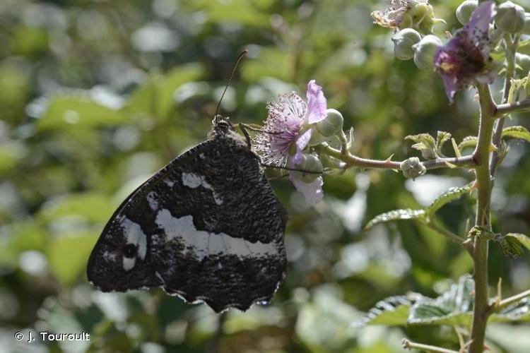 <i>Brintesia circe</i> (Fabricius, 1775) © J. Touroult