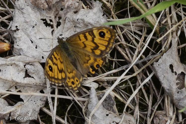 <i>Lasiommata megera</i> (Linnaeus, 1767) © J. Touroult