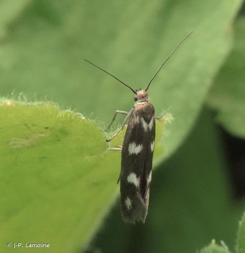 <i>Scythris scopolella</i> (Linnaeus, 1767) © J-P. Lamoline