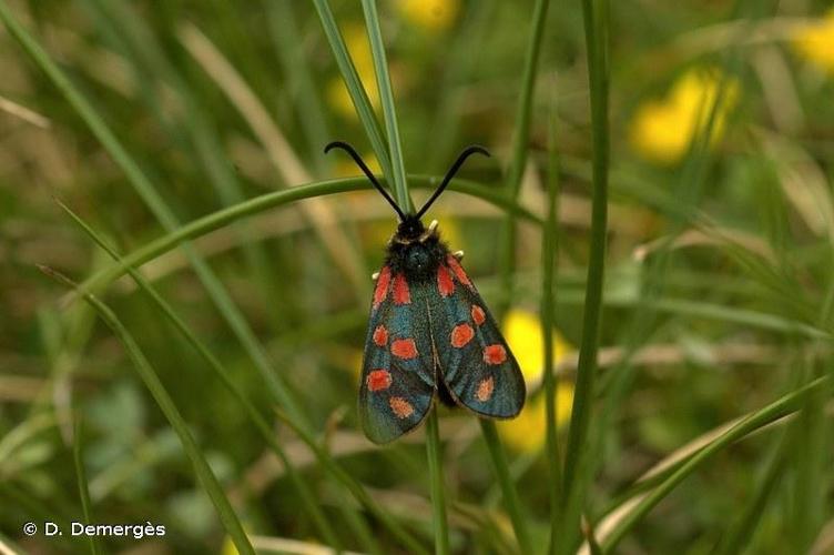 <i>Zygaena anthyllidis</i> Boisduval, 1828 © D. Demergès