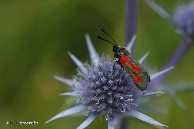 <i>Zygaena contaminei</i> Boisduval, 1834 © D. Demergès