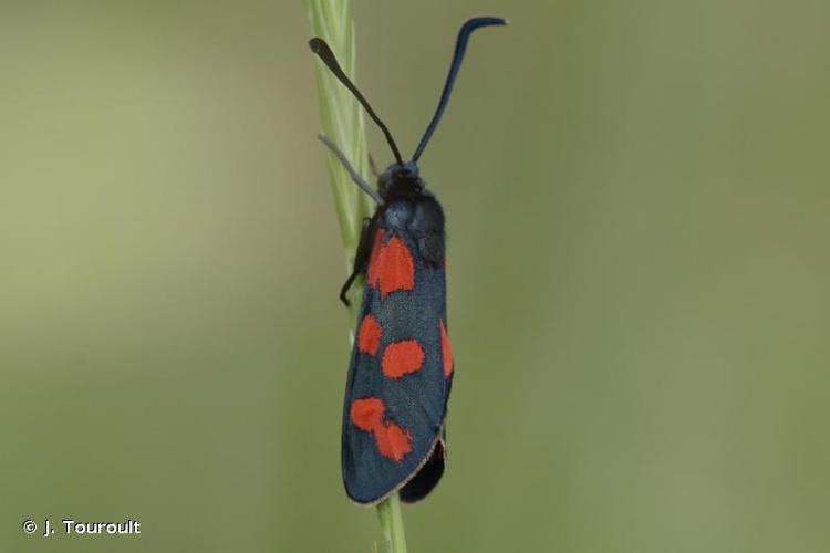 <i>Zygaena transalpina hippocrepidis</i> (Hübner, 1799) © J. Touroult