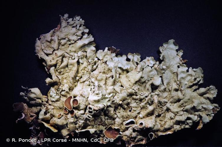 <i>Xanthoparmelia tinctina</i> (Maheu & A. Gillet) Hale, 1974 © R. Poncet - LPR Corse - MNHN, CdC, OFB