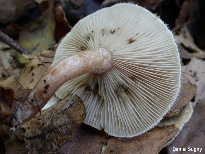 <i>Ripartites tricholoma</i> (Alb. & Schwein. : Fr.) P.Karst. © D. Sugny