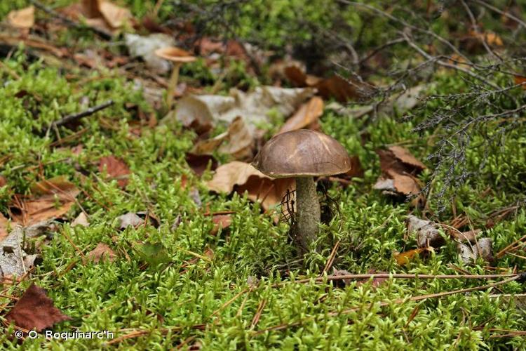 <i>Leccinum scabrum</i> (Bull. : Fr.) Gray, 1821 © O. Roquinarc'h