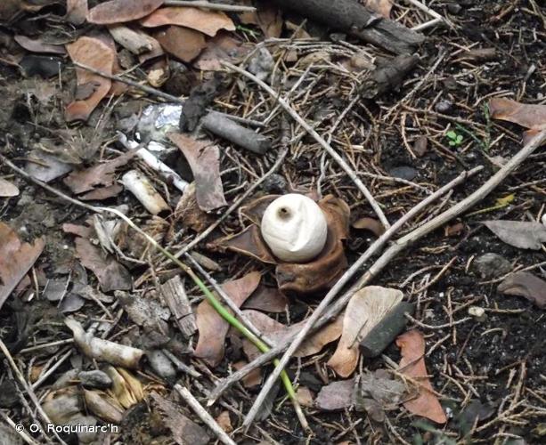 <i>Geastrum sessile</i> (Sowerby) Pouzar, 1971 © O. Roquinarc'h