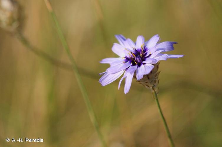 <i>Catananche caerulea</i> L., 1753 © R. Poncet