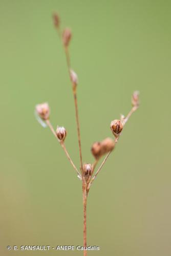 <i>Juncus tenageia</i> Ehrh. ex L.f., 1782 © E. SANSAULT - ANEPE Caudalis