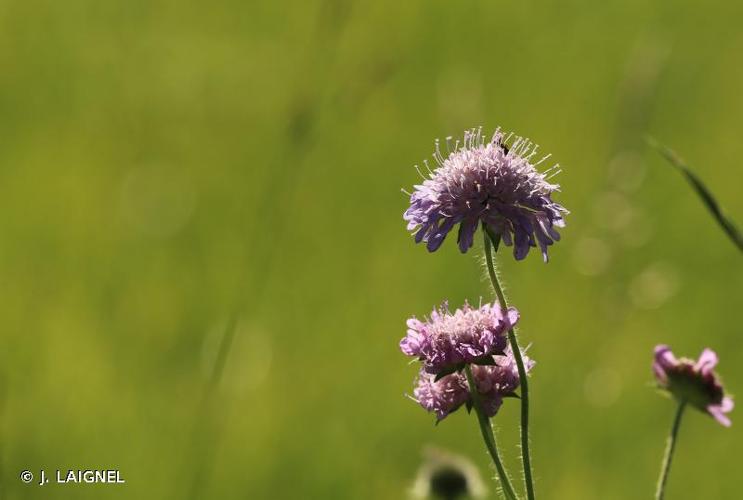 <i>Knautia arvensis</i> (L.) Coult., 1828 © J. LAIGNEL