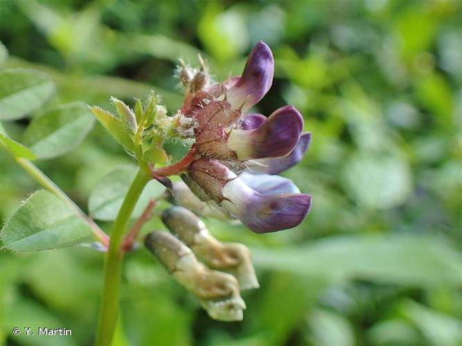 <i>Vicia sepium</i> L., 1753 © Y. Martin