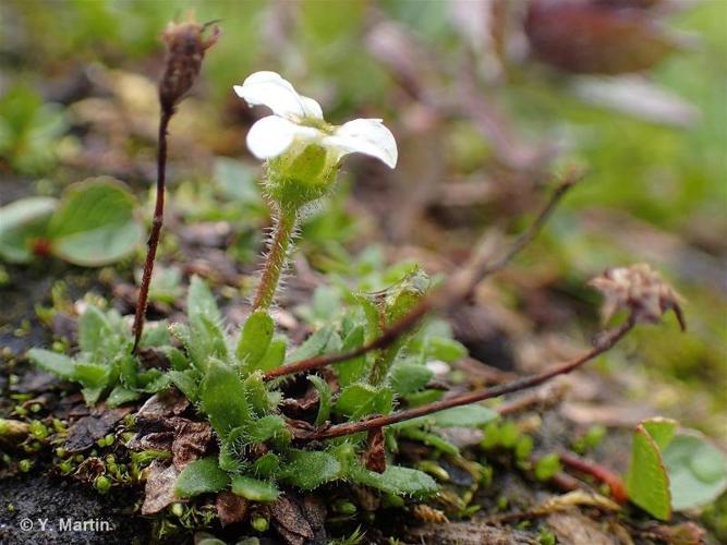 <i>Saxifraga androsacea</i> L., 1753 © 