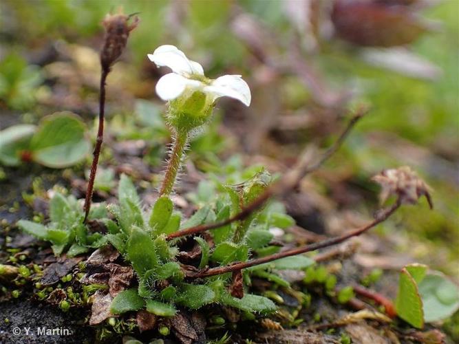 <i>Saxifraga androsacea</i> L., 1753 © 