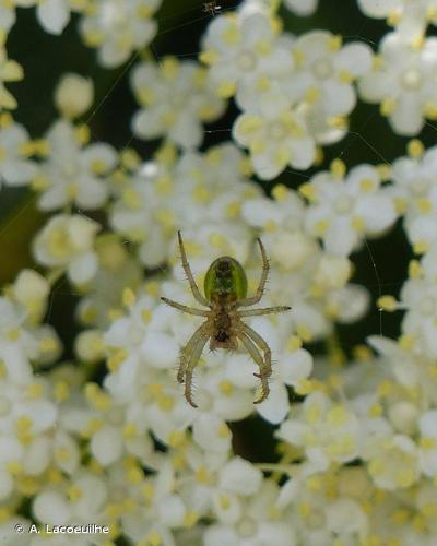 <i>Araniella alpica</i> (L. Koch, 1869) © A. Lacoeuilhe