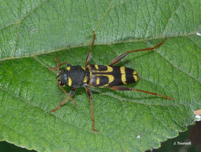 <i>Xylotrechus arvicola</i> (Olivier, 1800) © J. Touroult