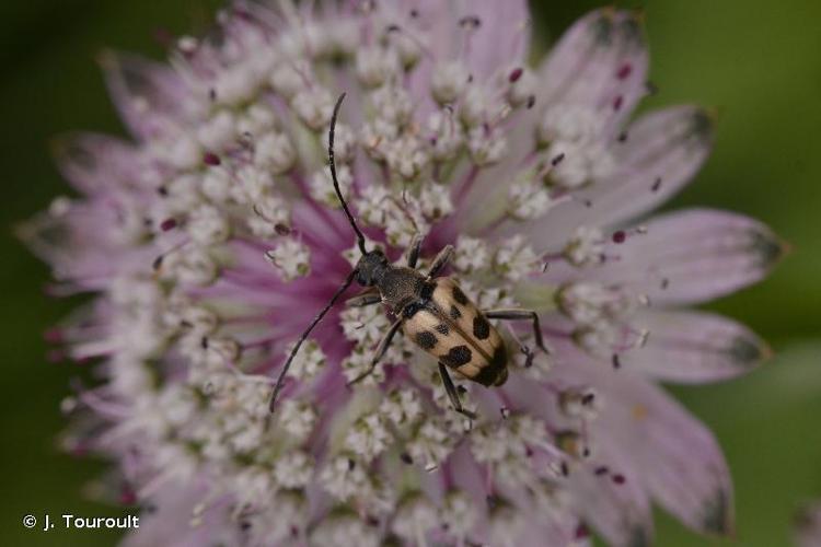 <i>Pachytodes cerambyciformis</i> (Schrank, 1781) © J. Touroult