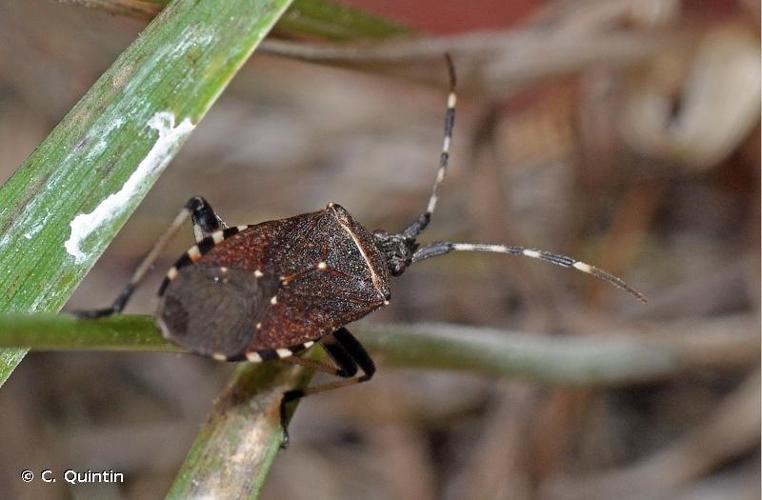 <i>Dicranocephalus agilis</i> (Scopoli, 1763) © C. Quintin